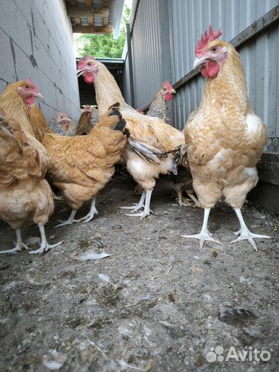 Молодые петухи