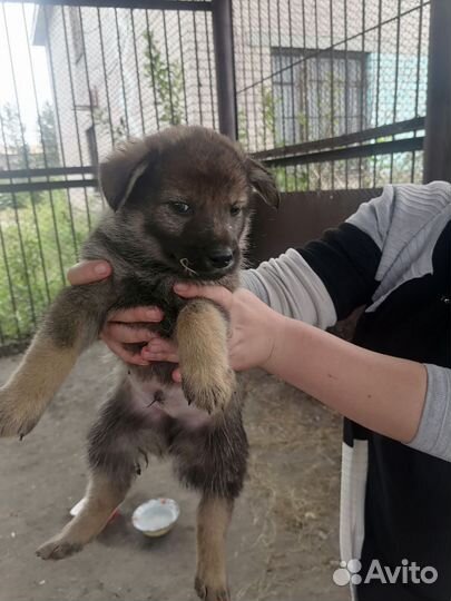 Щенки ищут дом или приют