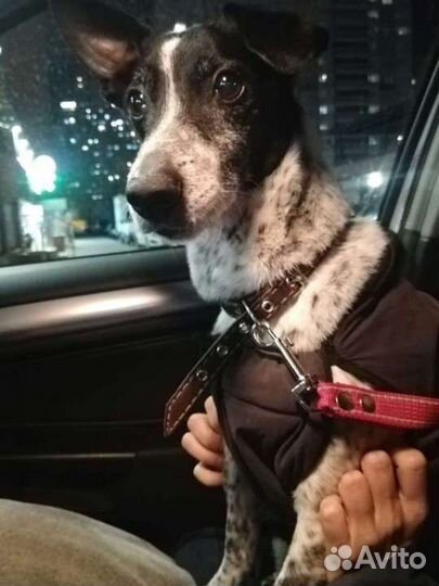 Собаку выловили в реке