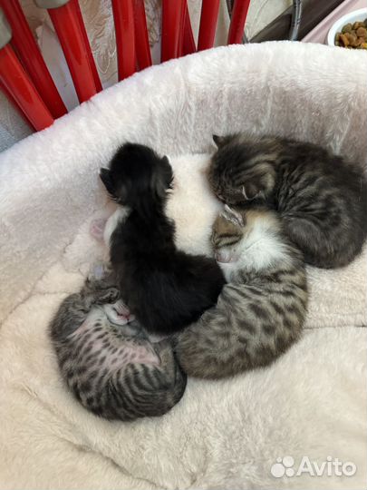 Котята в добрые руки