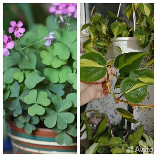 Оксалис, кислица