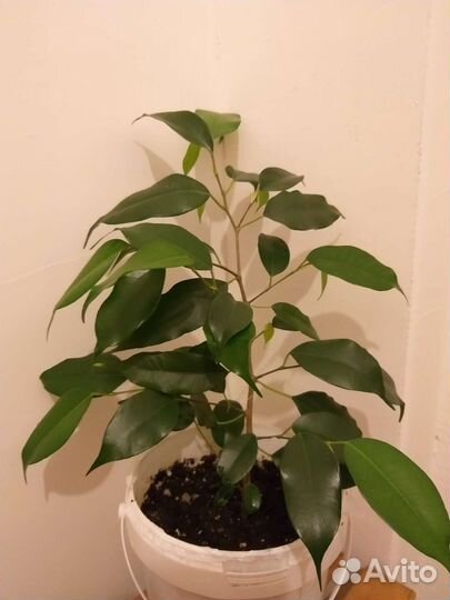 Фикус бенджамина