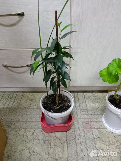 Фикус бенджамина +финиковая пальма