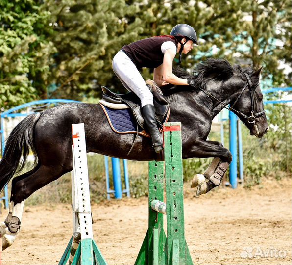 Продаётся жеребец