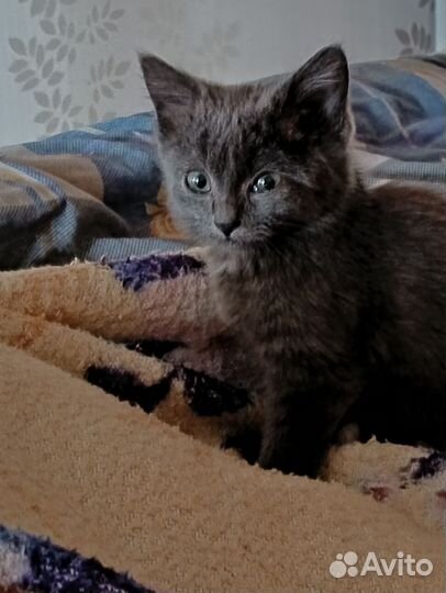 Серый котёнок мальчик