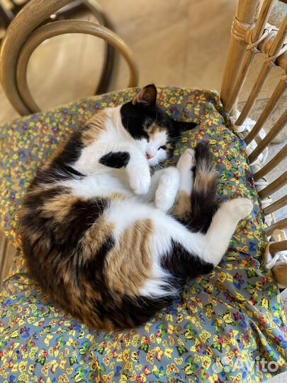 Передержка для собак/котов/грызунов