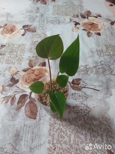 Антуриум ред коралл