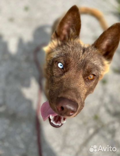 Разноцветноглазый 