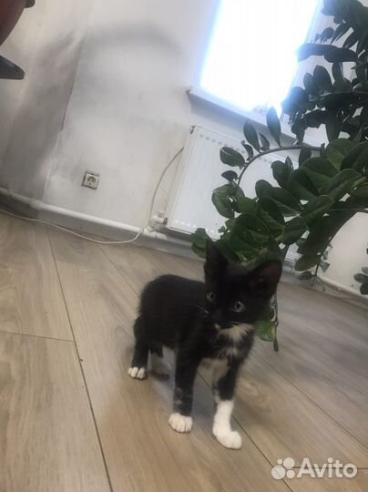 Кошки в добрые руки