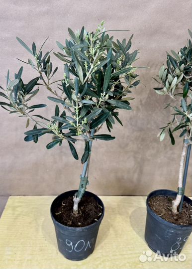 Оливковое дерево живое