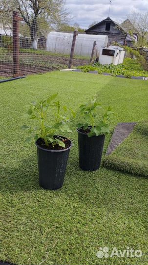 Малина-ремонтантная карамелька.с