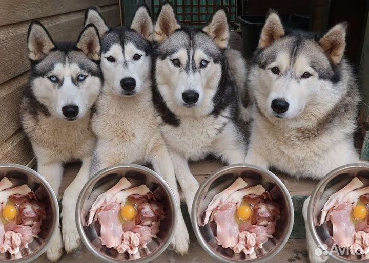 Мясо для собак