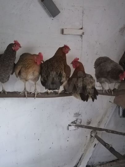 Участок 49 сот. (СНТ, ДНП)