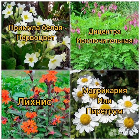 Многолетние цветы для сада купить в Мурино | Товары для дома и дачи | Авито