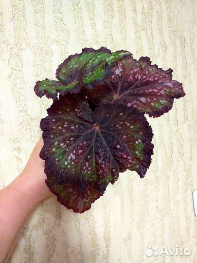 Комнатные растения