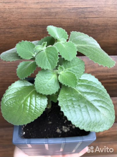 Плектрантус, комнатная мята