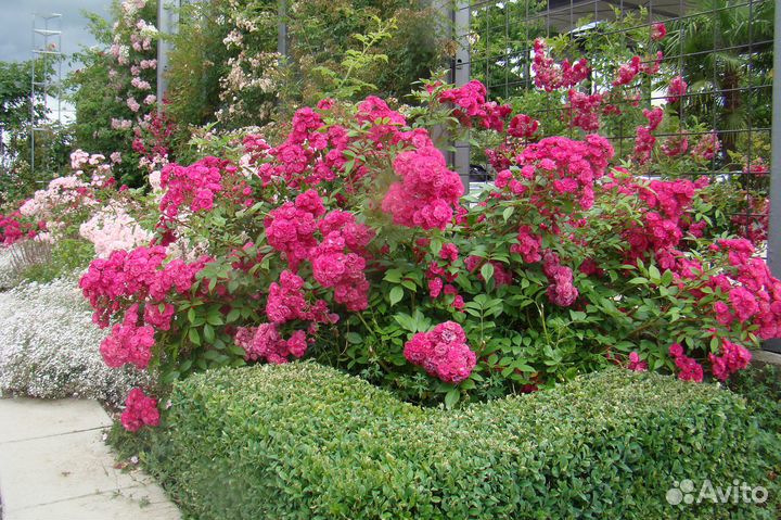 Роза Букет Парфе, Динки, Эльмшорн и др мускусные