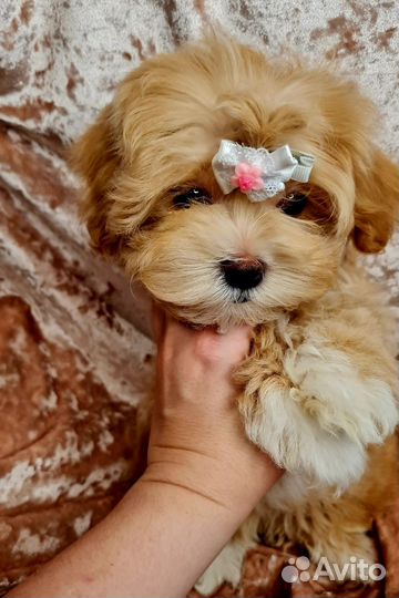 Мальтипу f1 Девочка