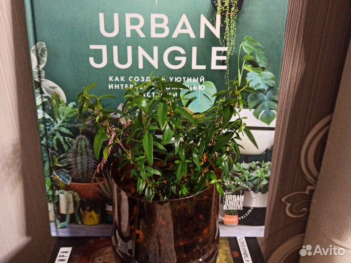 Мирт и Мирт вариегатный