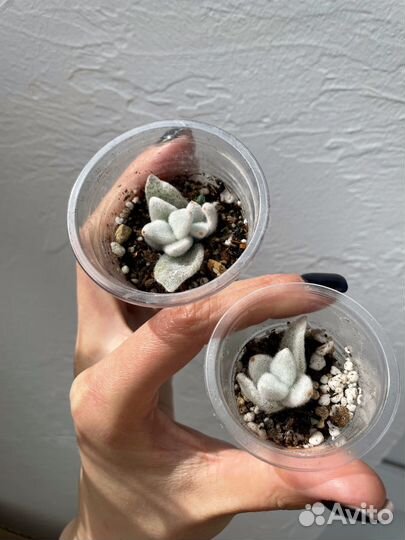 Суккулент Eriofil