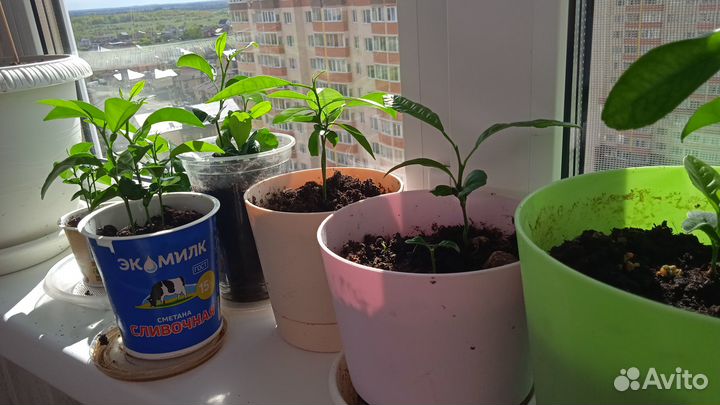 Питахайя саженцы