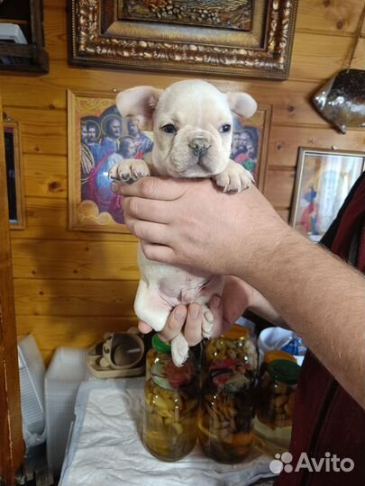 Французский бульдог щенки с документами