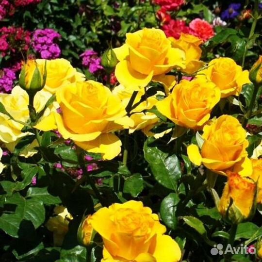 Саженцы розы Керио