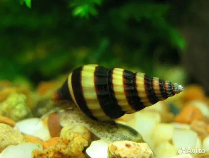 Улитки хелена,Креветки вишня, Кольцерукие