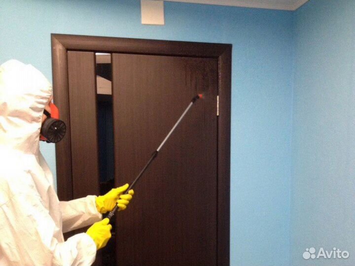 Уничтожение клопов травить тараканов, мышей, блох