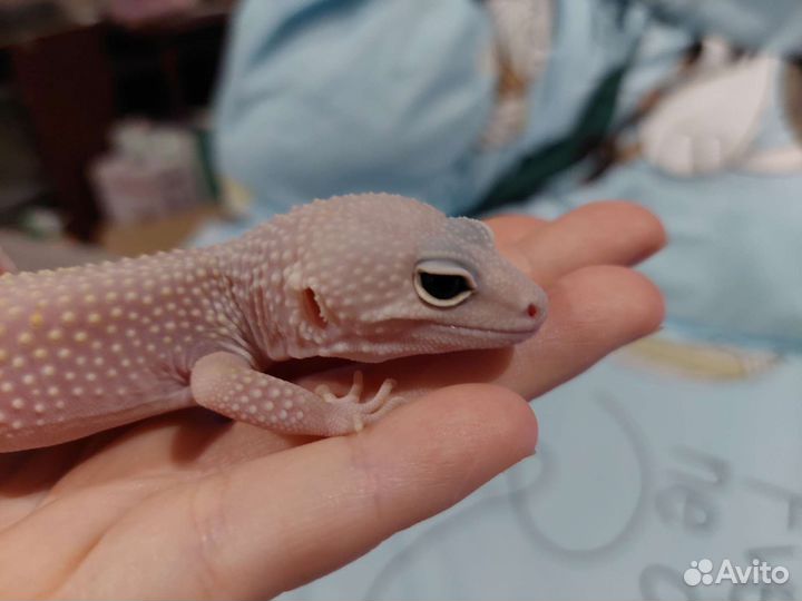 Пятнистый эублефар