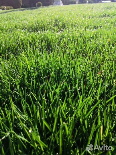 Газон рулонный
