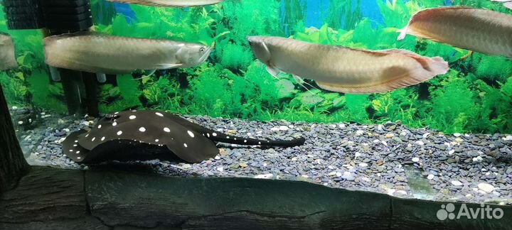 Аквариум 1000 л террариумы черепашники