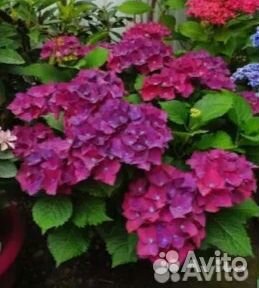Гортензия Хот Ред Пурпл, цветущая