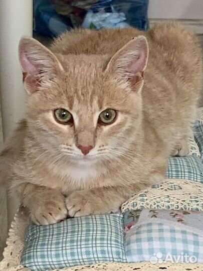 Персикового цвета мылыш ищет дом