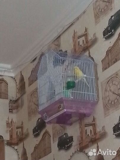 Попугай с клеткой