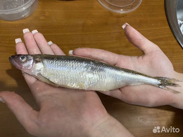Какая рыба есть в Мурманске? Ответы и информация