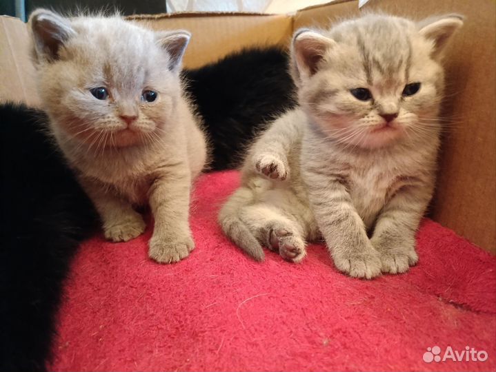 Шотландская