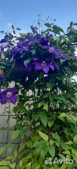 Саженцы декоративной яблони