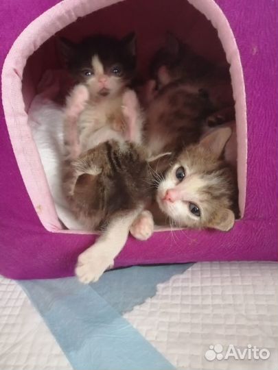 Котята в добрые руки