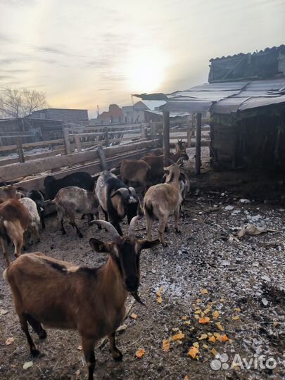 Нубийские козы