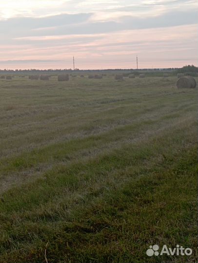 Продам сено, в рулонах, разнотравье вес 250-300