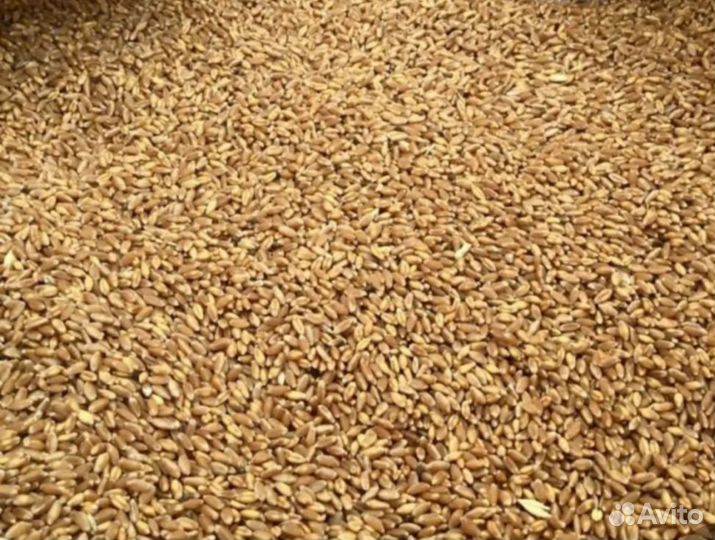 Зерно пшеница