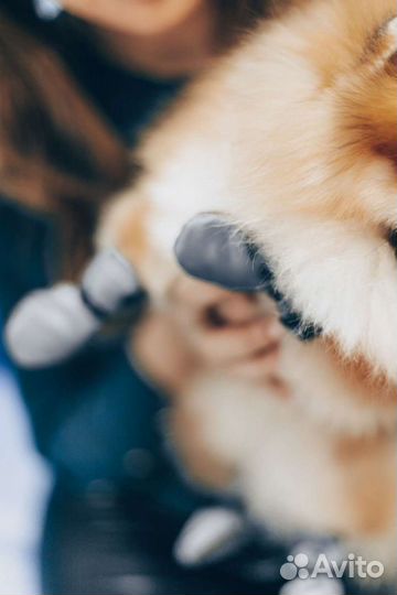 Обувь для собак 