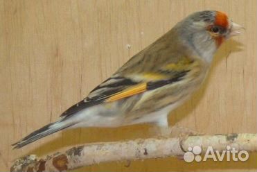 Гибрид канарейки и щегла