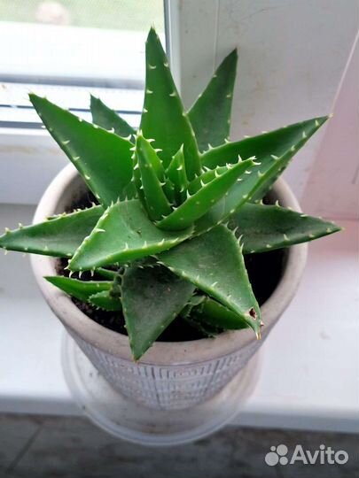 Суккуленты