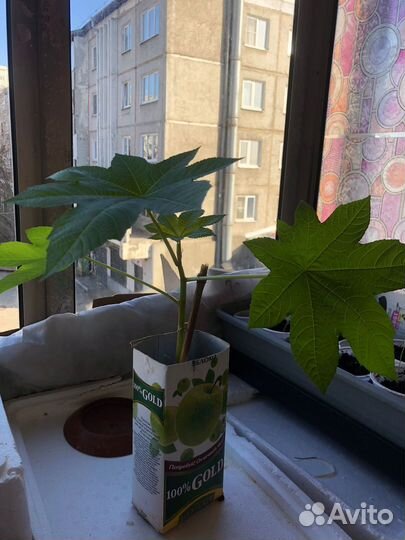Клещевина