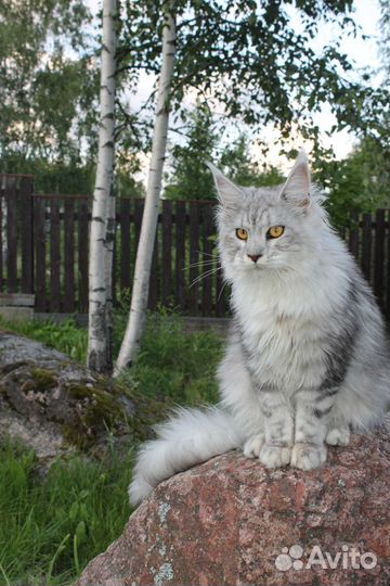 Кошки мейн-кун