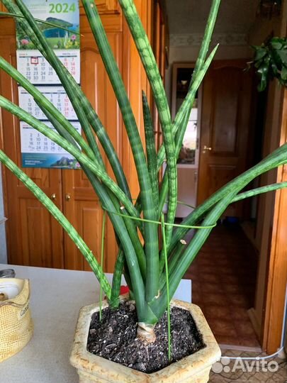 Сансевиерия Цилиндрика