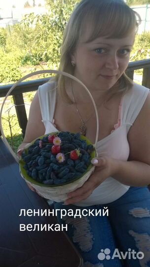 Саженцы жимолости плодовой и винограда