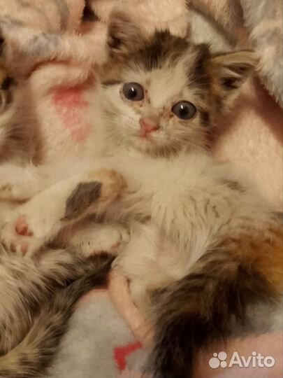 Кошка